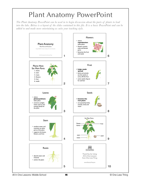 6-09 Plant Anatomy, Lesson Plan Download - One Less Thing