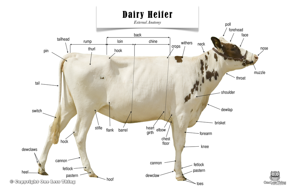26 Parts Of A Dairy Cow Diagram Worksheet Cloud