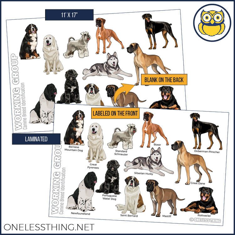 Small Animal Breeds Posters, Set of 12
