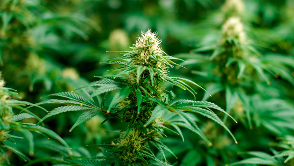 Close up of Sativa cannabis plant