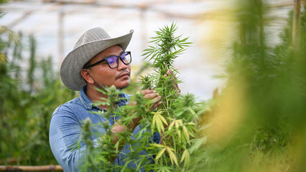 Farmer smelling cannabis plant