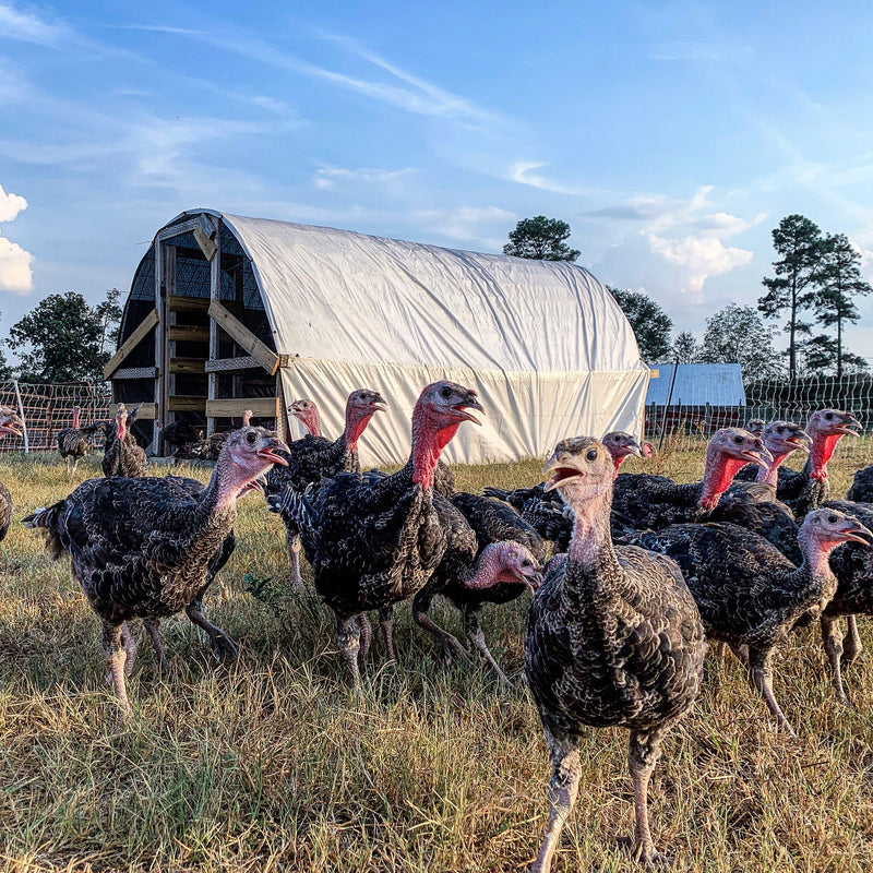 harmony farms turkey