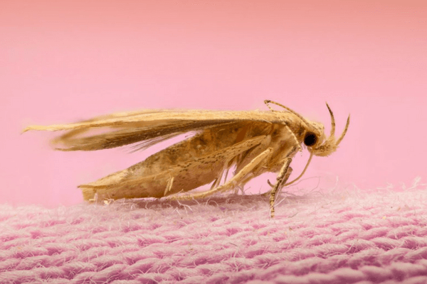 Prevent and Kill Moths in Your Persian Rugs - Behnam Rugs