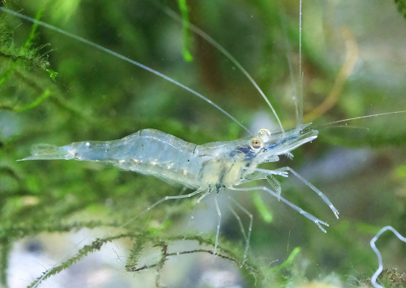 live shrimp for sale