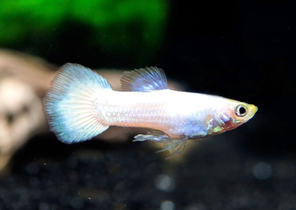 white platinum guppy