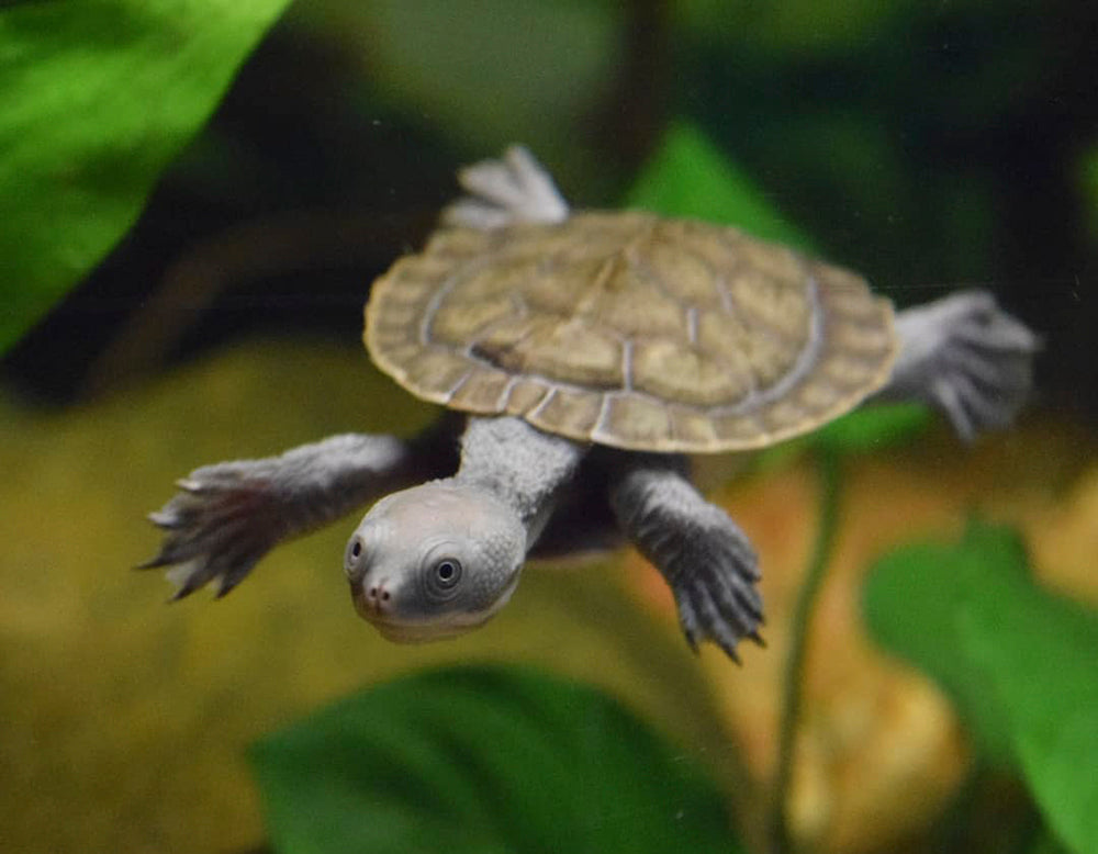 Macleay River Short Neck Turtle (Hatchling) | mail.napmexico.com.mx