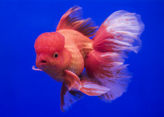 oranda goldfish for sale near me