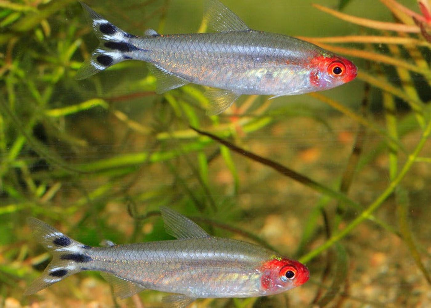 rummynose tetra