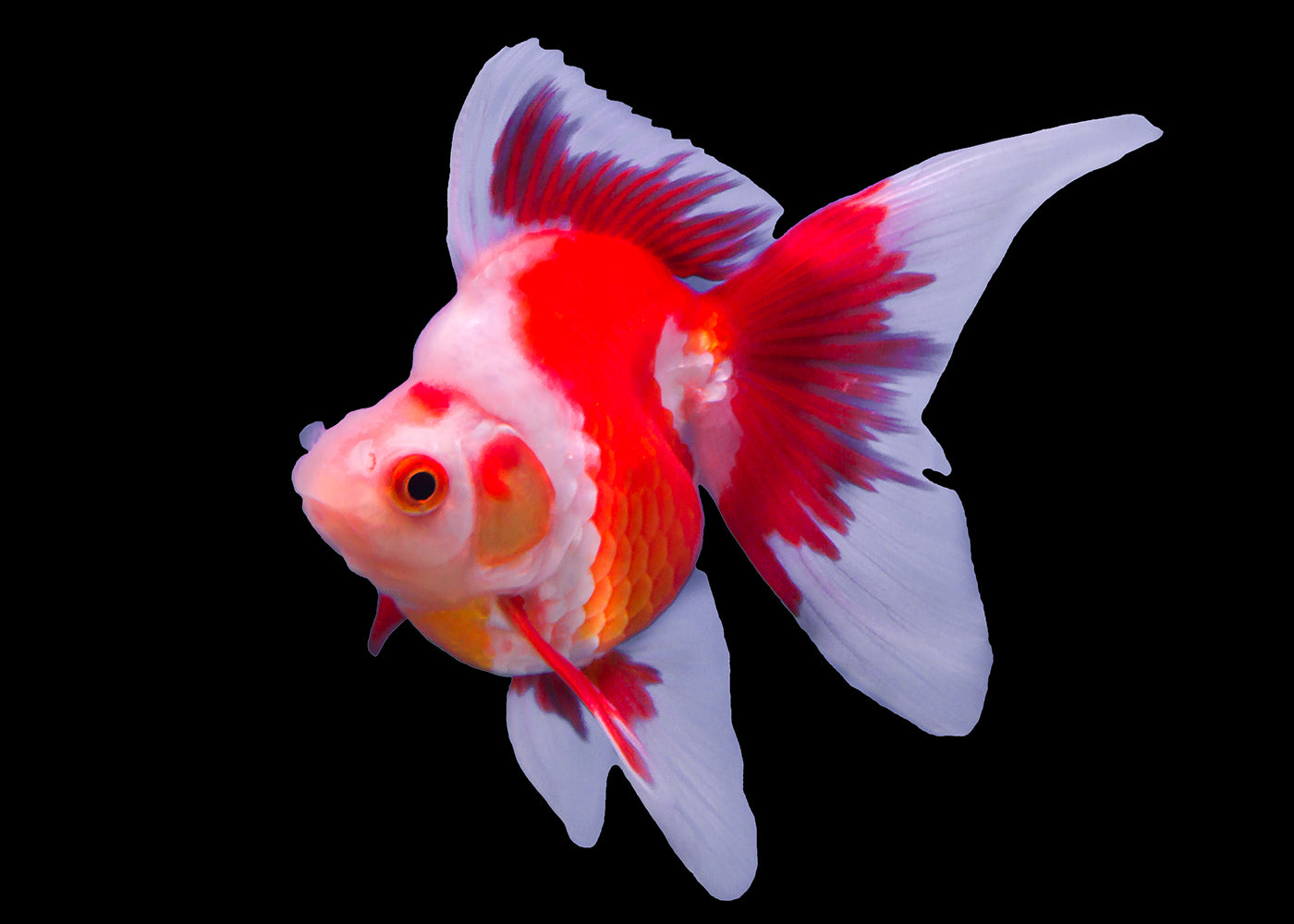 Ryukin | Fancy Goldfish | Coldwater Aquarium Fish in Coburg Aquarium