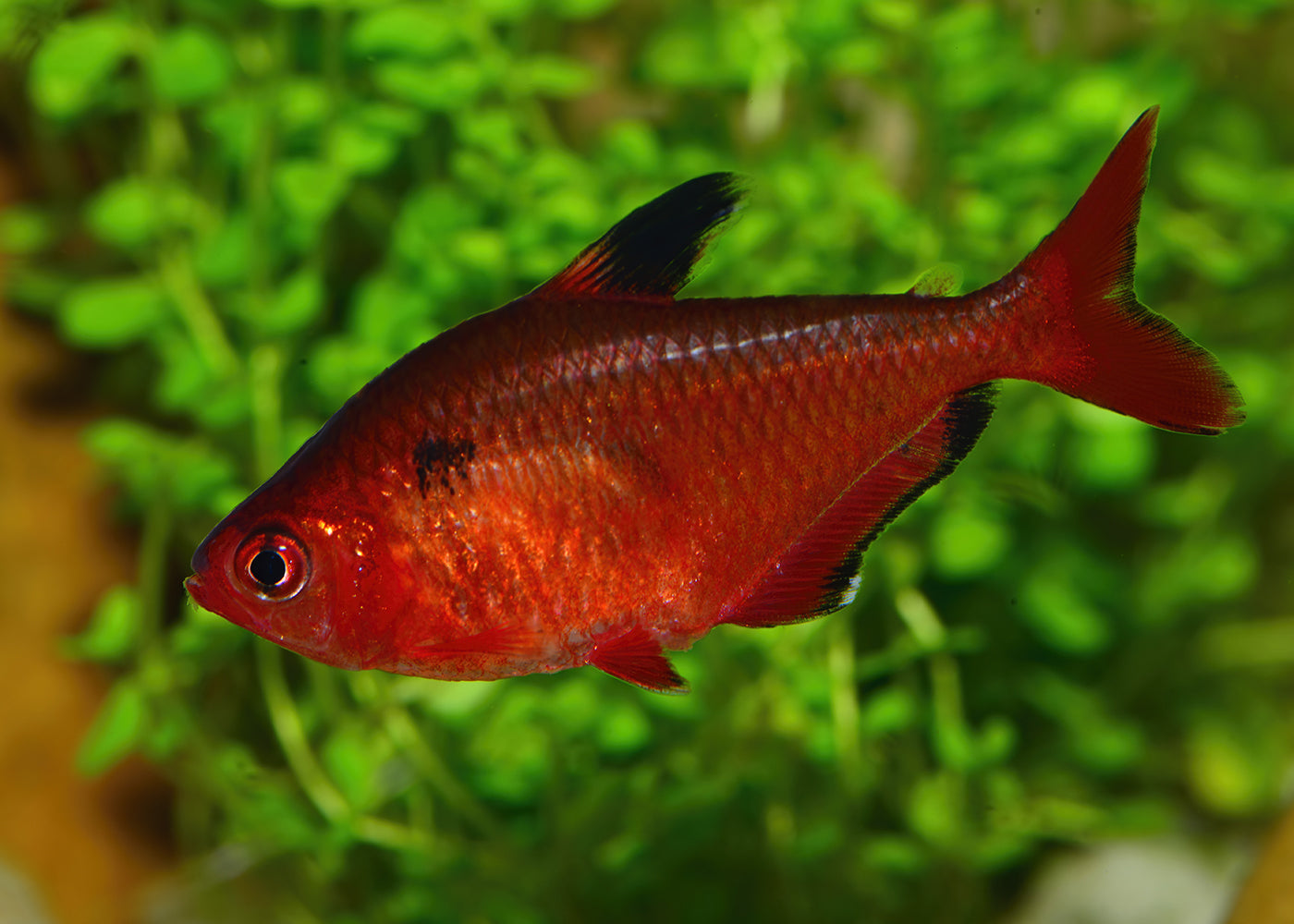 red tetra fish