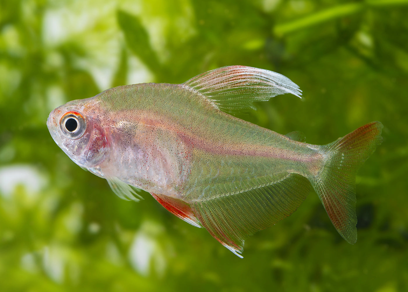 White tip tetra swimming in a school