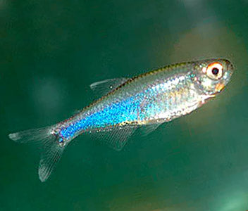 blue king tetra