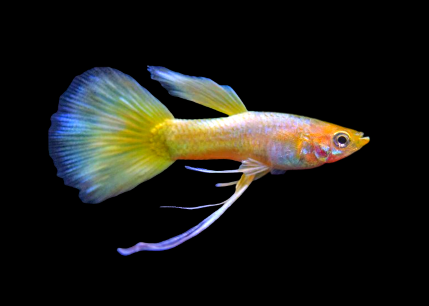 guppy-male-yellow-ribbon-buy-aquarium-fish-online-coburg-aquarium