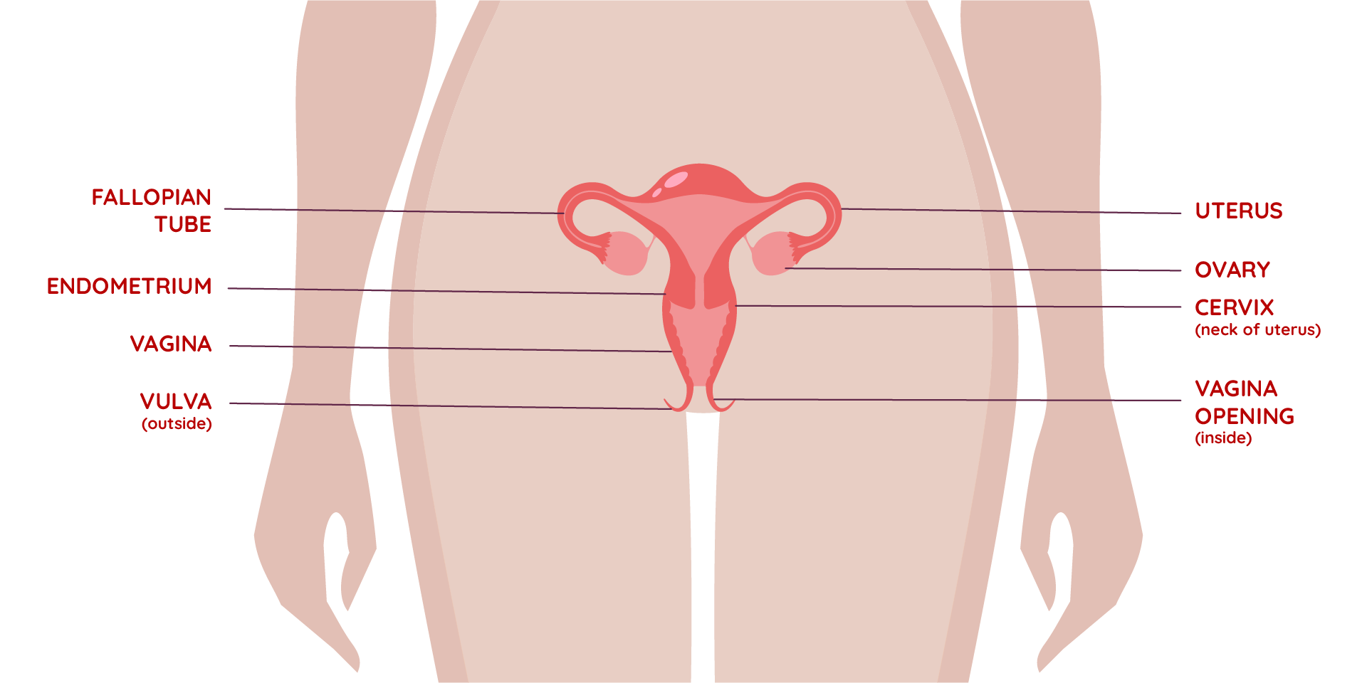 image of female reproductive system