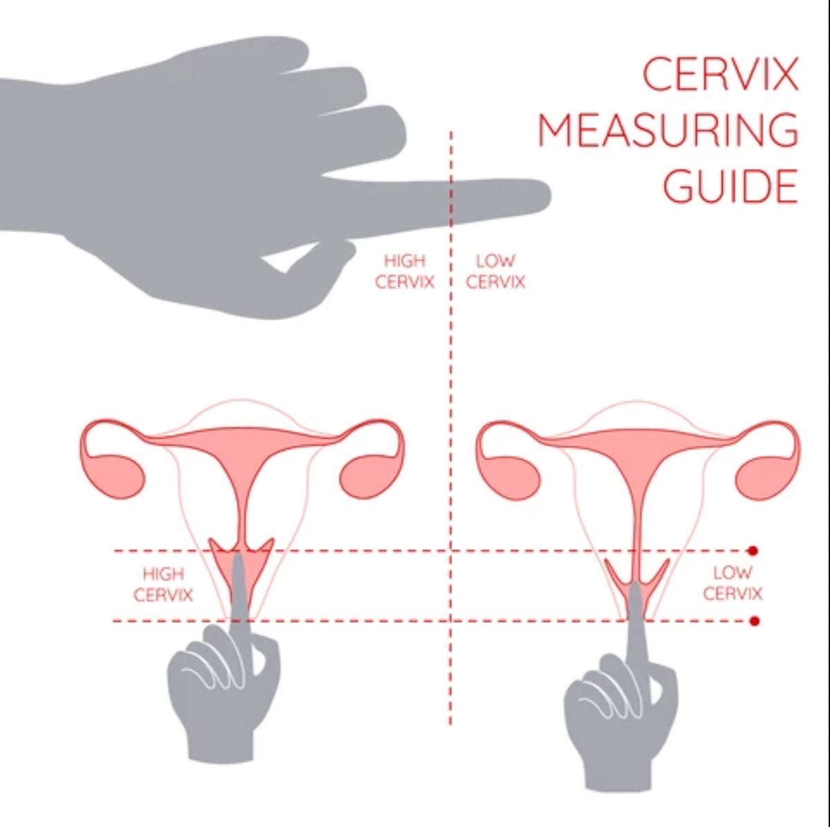 how to measure cervix