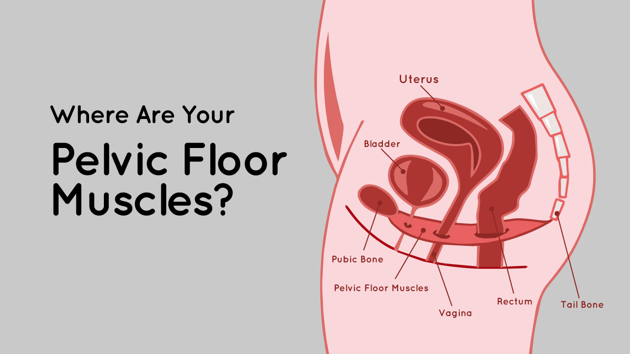Ruby Cup - 02 Ruby Cup image of where your pelvic floor muscles are located. 
