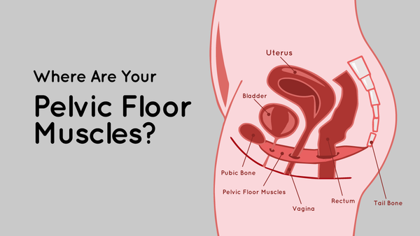Image showing where the pelvic floor muscles are in the body to choose the best menstrual cup for sports