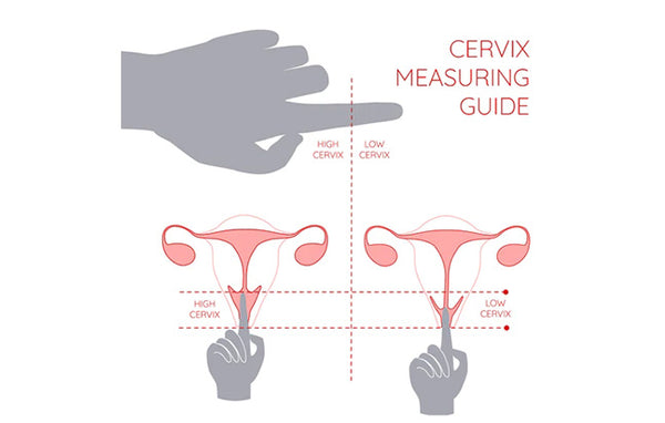 How to measure your cervix height