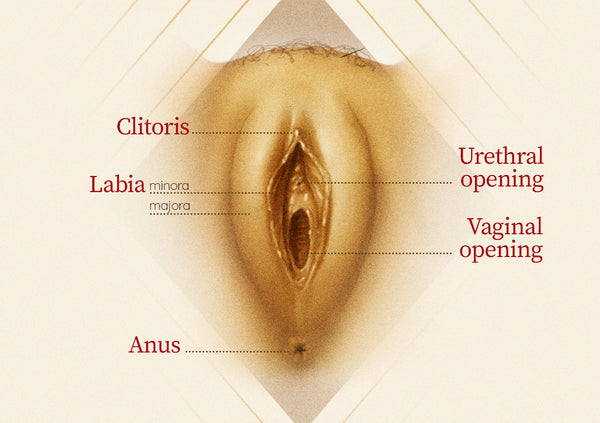 The anatomy of a vagina showing clitoris, labia, vaginal opening and urethral opening