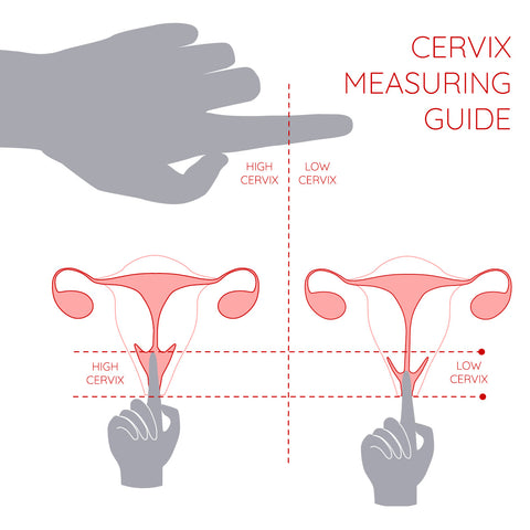 cervix measuring guide