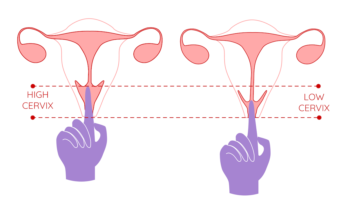 Como funcionan las bragas menstruales