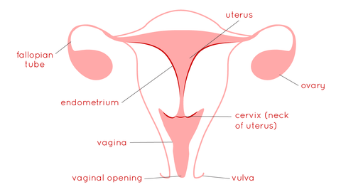 Can A Menstrual Cup Get Lost Inside the Vagina? – Ruby Cup