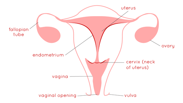 female reproductive system