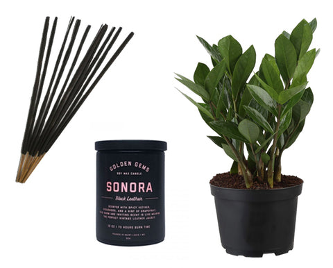 Incense, Soy Candle and ZZ Plant