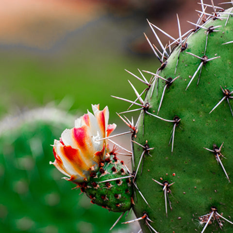 Close up of cactus with flower