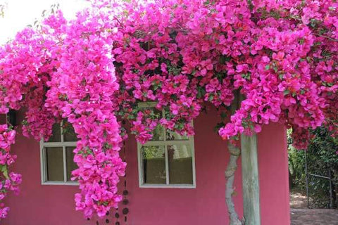 Tre Piante Perenni da Giardino a Pieno Sole per Creare Zone D'Ombra e Relax