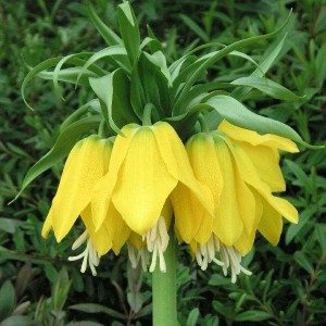 Fritillaria Lutea