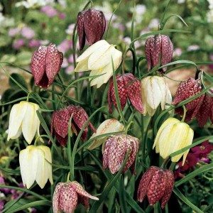 Fritillaria Meleagris