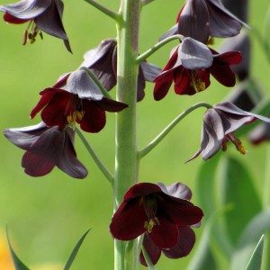 Fritillaria Persica