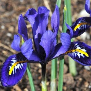 Bulbi-Iris-Reticulata-Harmony