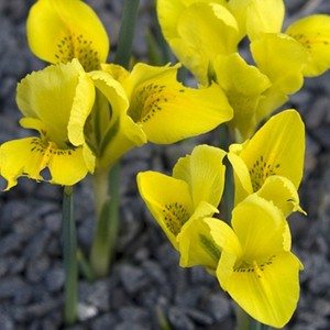 Bulbi-Iris-danfordiae