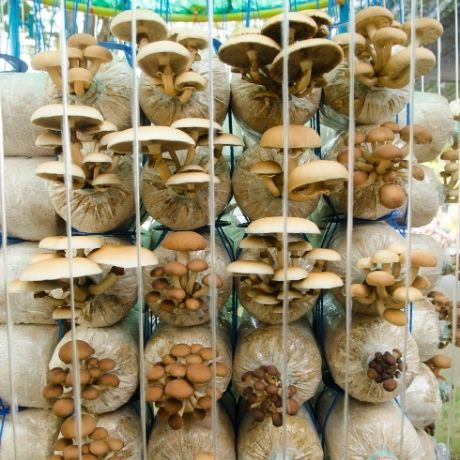 Coltivare Funghi: Cosa Devi Sapere per Iniziare a Coltivarli in Casa!
