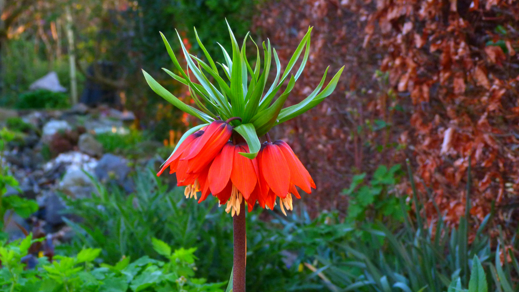 Fritillaria