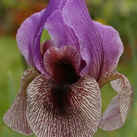 Iris Dardanus