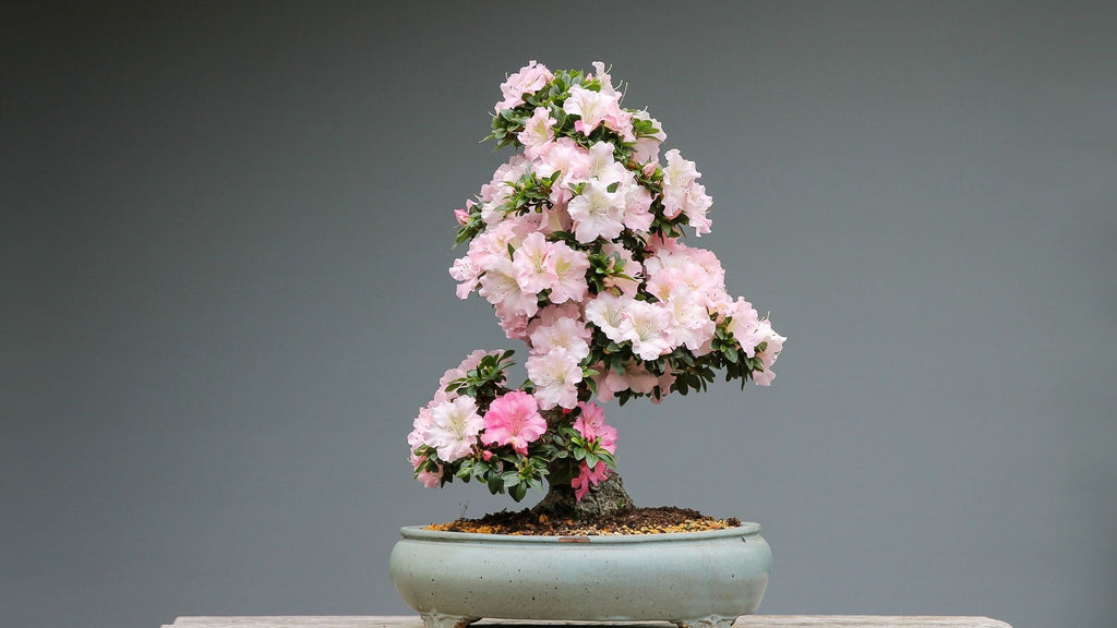 LA PIANTA IDEALE PER FARE BONSAI, QUELLO VERO 