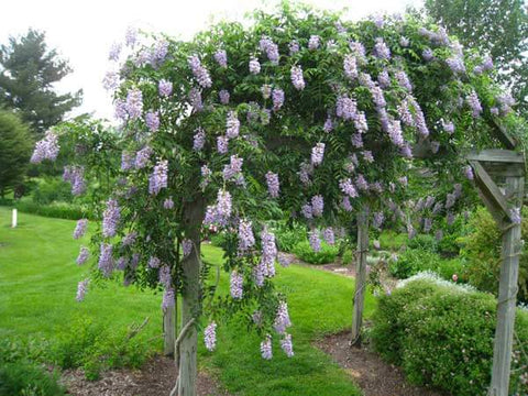 Tre Piante Perenni da Giardino a Pieno Sole per Creare Zone D'Ombra e Relax