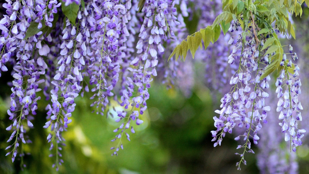 Tre Piante Perenni da Giardino a Pieno Sole per Creare Zone D'Ombra e Relax