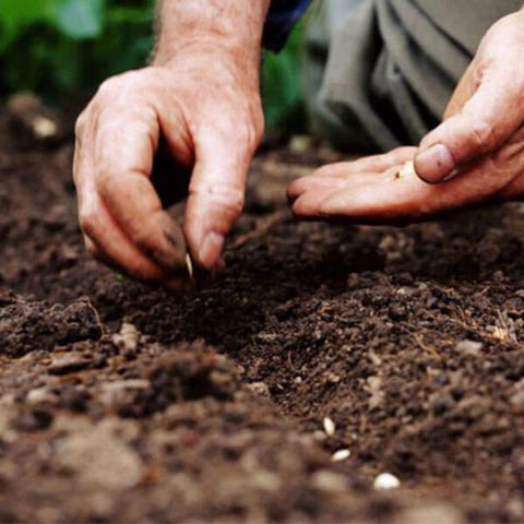 Calendario: Semine degli ortaggi in casa/serra - L'orto con Larens