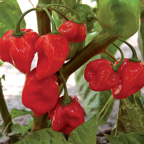 Nadapeno Pepper - Seed Savers Exchange