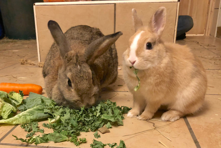 looking after a rabbit indoors