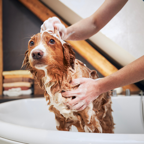 Bathing Your Dog