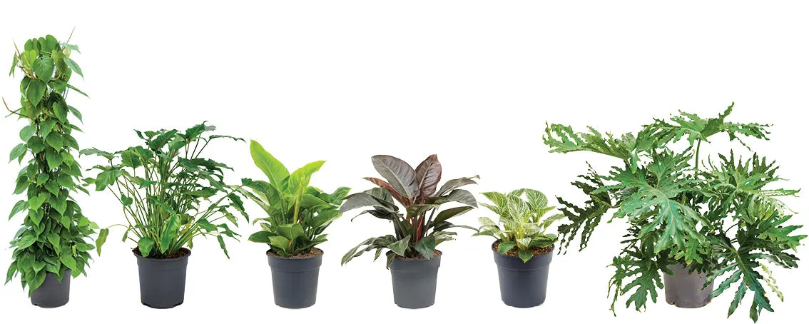 Houseplants 101: A Comprehensive Guide how you take care of the Philod ...