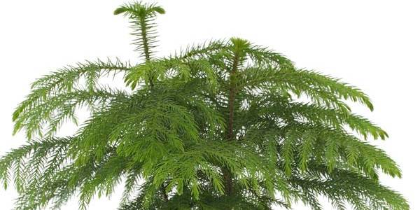 Araucaria Heterophylla Norfolk Island Pine Plant How To Care Guide Cambridge Bee