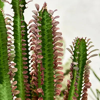 Euphorbia trigona rubra