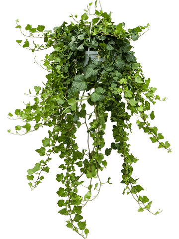 Hedera English ivy plant in hanging pot