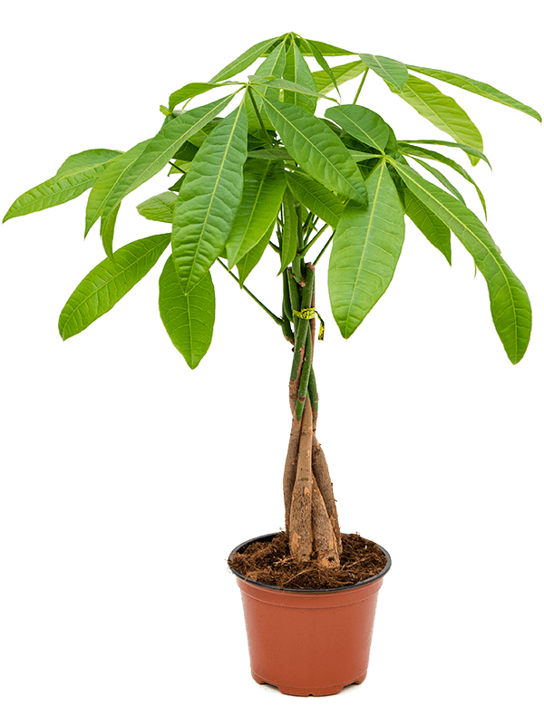 Ficus ginseng - Easy bonsai tree - Cambridge Bee